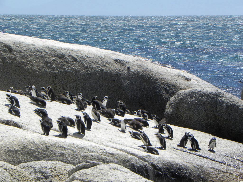 boulders penguin